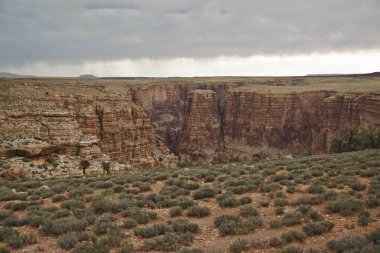Büyük Kanyon önünde manzara gibi çölde büyüyen küçük çalılar