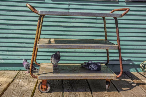 pigeons sleeping on food trolley