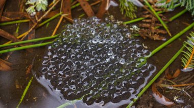 frog spawn in small pond clipart