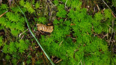 yaprak ve çim ile yosun