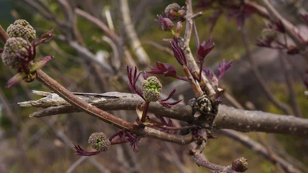 春天生长的小树枝 — 图库照片