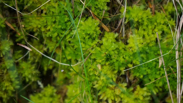 Fresh moss growing in spring macro — Stock Photo, Image