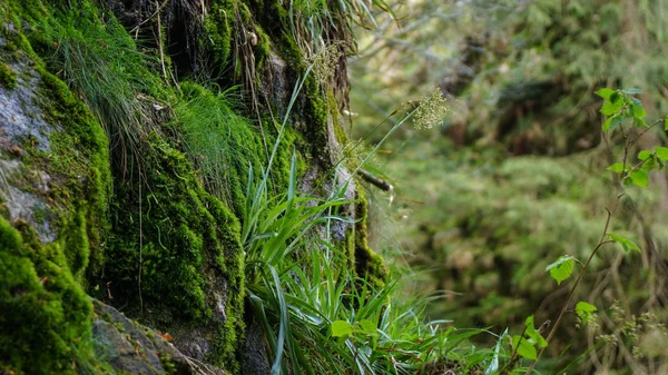 Tráva roste na rockových makrech — Stock fotografie