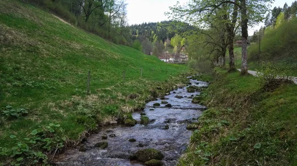 Pequeño río en el prado del bosque negro —  Fotos de Stock