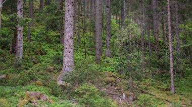 siyah ormanda kozalaklı ağaçlar