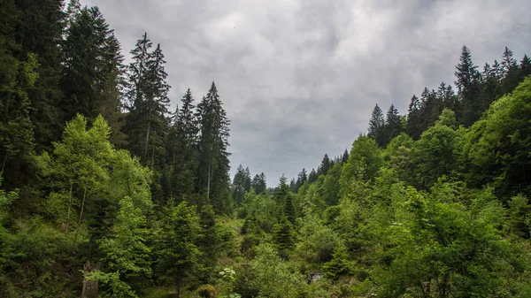 Bosque en la colina con valle —  Fotos de Stock