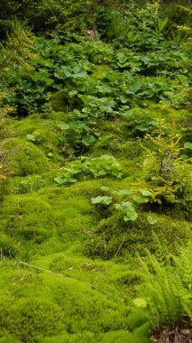 taze yumuşak yosun yatak
