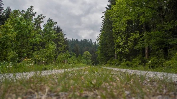 yürüyüş yolu kurbağa perspektif