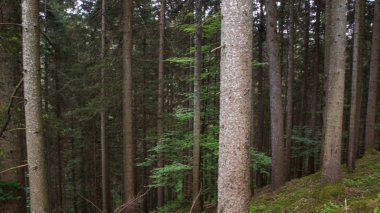 yoğun ormanda yetiştirilen