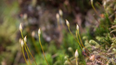 yosun çiçeklenme makro