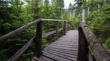 orman yoluyla ahşap plakalar ile yol
