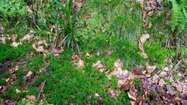Baharda en ve düşen yaprakları