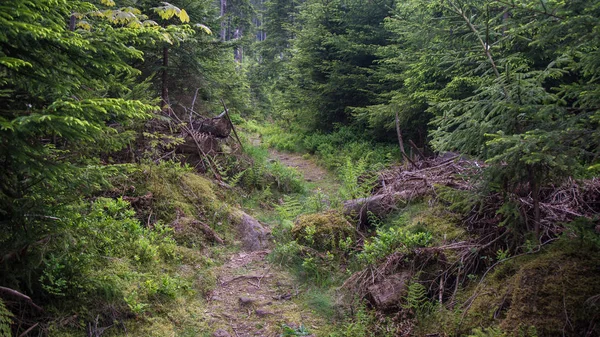 Camino estrecho a través del valle del bosque —  Fotos de Stock
