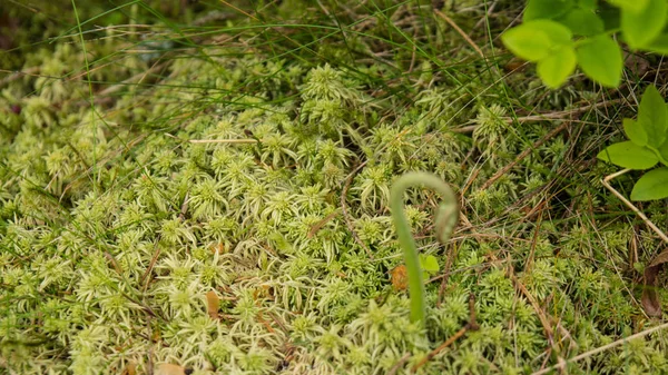 Rare kind of moss — Stock Photo, Image