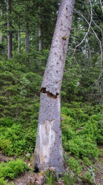fırtına gelen kırık ağaç