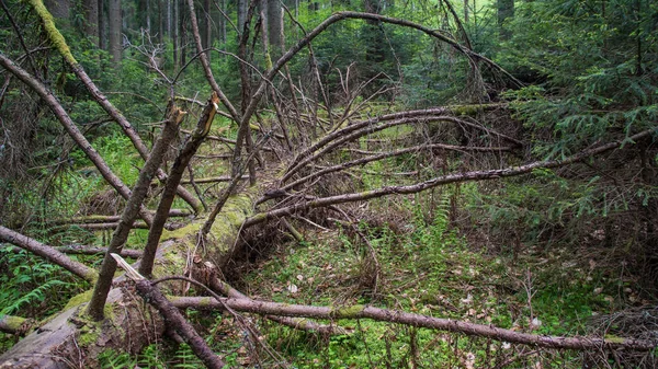 Árbol caído pudriéndose en el bosque —  Fotos de Stock
