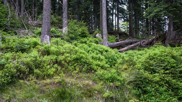 Buissons poussant dans la forêt — Photo