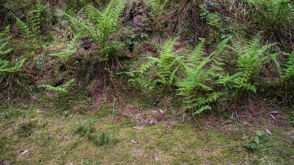 Fern growing at meadow side — Stock Photo, Image