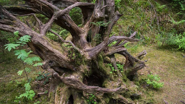 Starý velký kořen stromu — Stock fotografie
