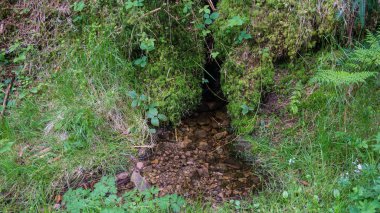 Ormanın ortasında su deliği