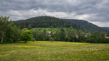 Orman ve bulutlu gökyüzü ile çayır