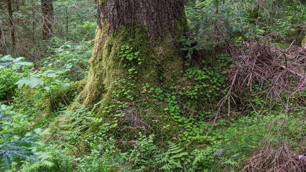 Radice di albero ricoperta di muschio e trifoglio — Foto Stock