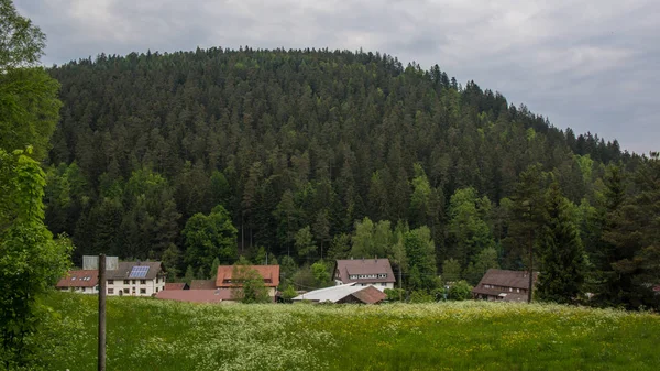 Landejendomme foran skov - Stock-foto