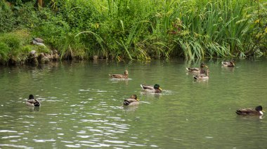 birçok ördek havuzda yüzme