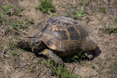 kafkasya'da gopher kaplumbağa
