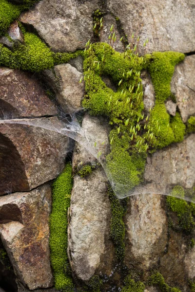 Musgo y tela de araña creciendo a través de piedras —  Fotos de Stock