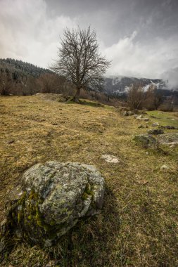 svanetian çayırtek ağaç