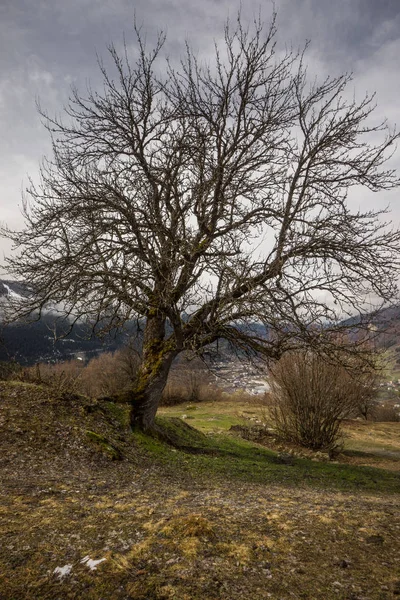 Arbre unique dans prairie svanétienne — Photo