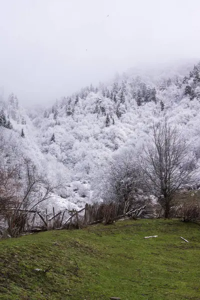 Neige fraîche couvrant les arbres sur les montagnes — Photo