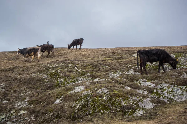 Vacas em pé no prado — Fotografia de Stock