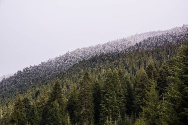 svanetia orman kaplı tepe