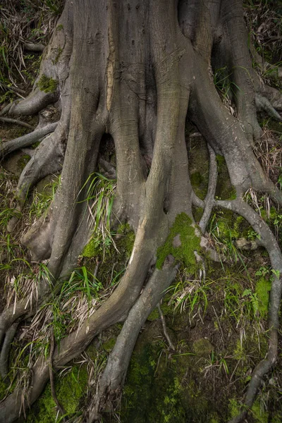 Raízes maciças de árvores no jardim botânico de batumi — Fotografia de Stock