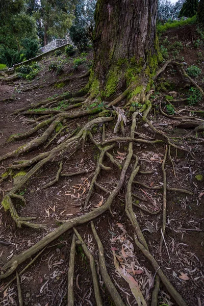 Raíces de árboles creciendo en el suelo —  Fotos de Stock