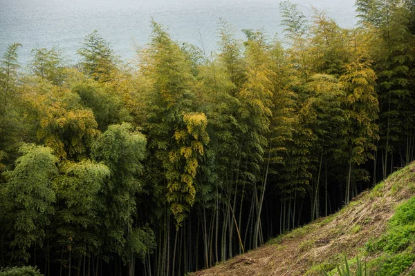 bamboo forest growing on hill