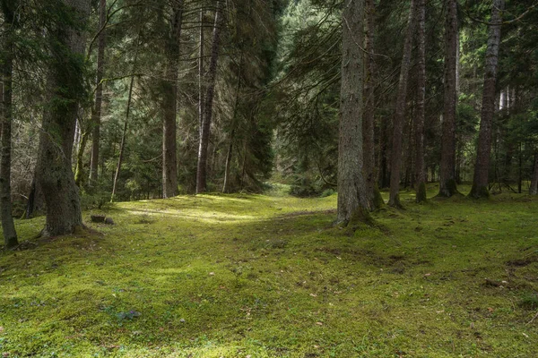 Forest soil covered with gras — Stock Photo, Image