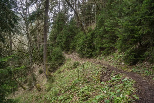 Pequeño camino en la colina del bosque —  Fotos de Stock