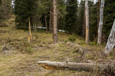 önünde çayır ile orman tarafı