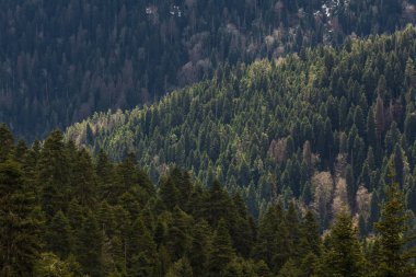 gürcistan dağ tepesinde orman