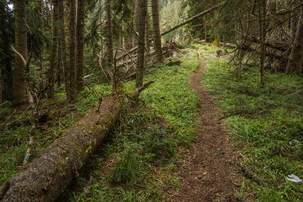 Sendero forestal en el parque nacional de Georgia —  Fotos de Stock