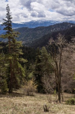 borjomi milli parkında dağda orman