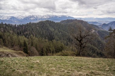 dağlarda çayır ve orman