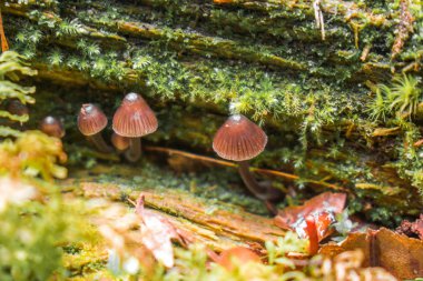 geogria'da yetişen küçük mantarlar