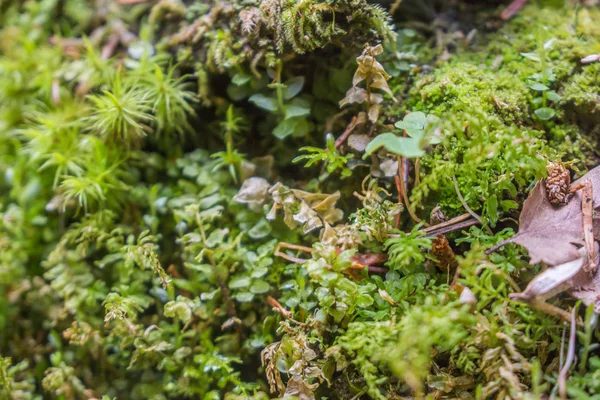 Almohada de musgo en suelo forestal en el parque nacional de Borjomi —  Fotos de Stock