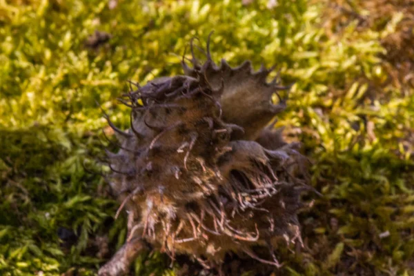 森林土壤上的山毛牛壳 — 图库照片