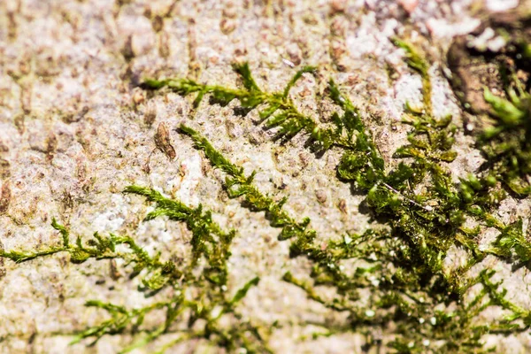 Musgo creciendo en cuerdas en la corteza del árbol — Foto de Stock