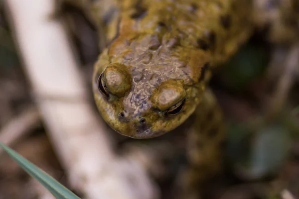 Crapaud rampant sur la prairie au printemps — Photo